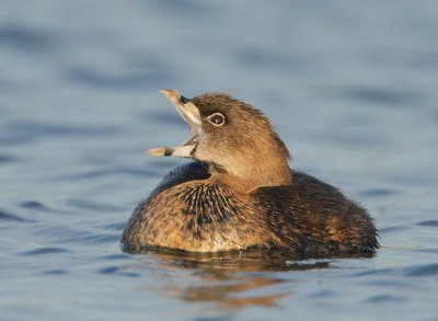 Pied-billed Grebe