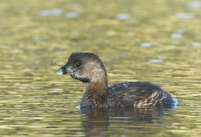Pied-billed Grebe