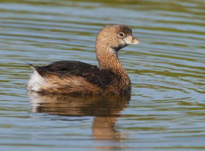 Pied-billed Grebe
