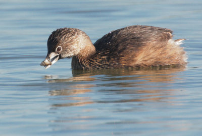 Pied-billed Grebe
