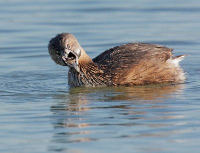 Pied-billed Grebe