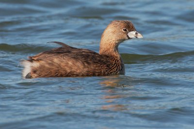 Pied-billed Grebe