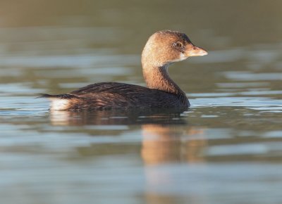 Pied-billed Grebe