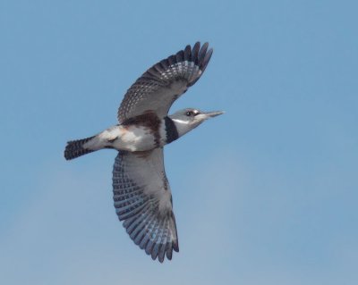Belted Kingfisher, first-winter female