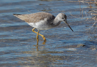 Greater Yellowlegs