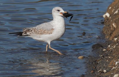 Ring-billed Gull, first winter, with mussel