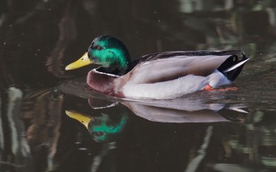 Mallard, male
