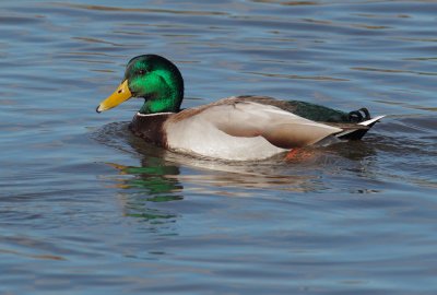 Mallard, male