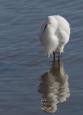 Snowy Egret