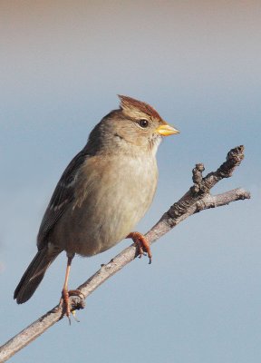 White-crowned Sparrow, first-winter