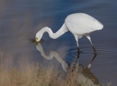 Great Egret, striking at prey