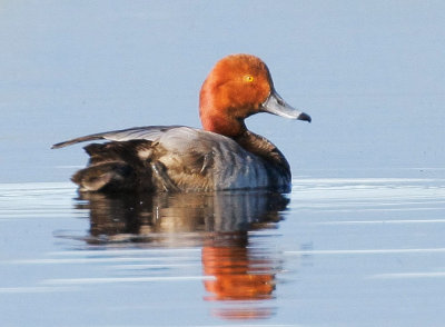 Redhead, male