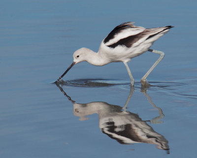 American Avocet, sweeping