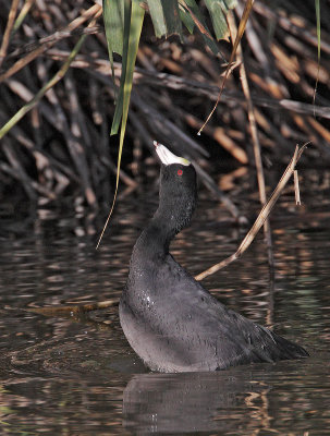 American Coot, grazing