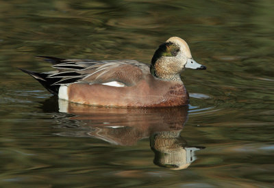 American Wigeon, male