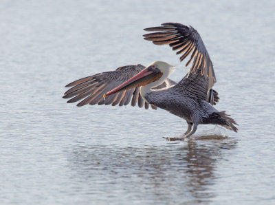 Brown Pelican, landing