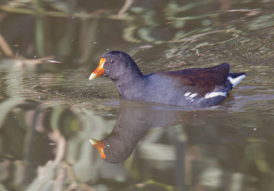 Common Moorhen