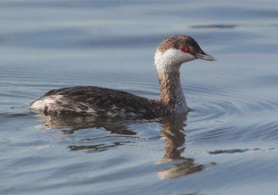 Horned Grebe