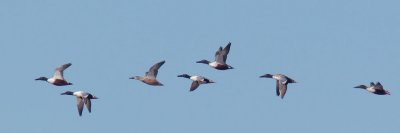 Northern Shovelers, flying