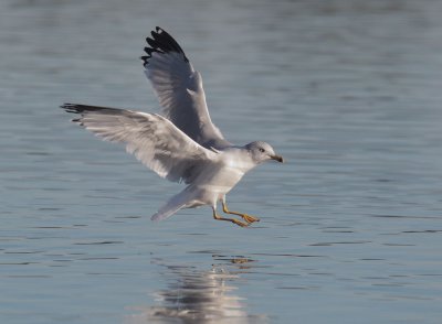 Ring-billed Gull, adult winter, landing