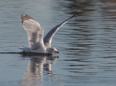 Ring-billed Gull, adult winter, landing
