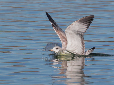 Ring-billed Gull, first winter, landing