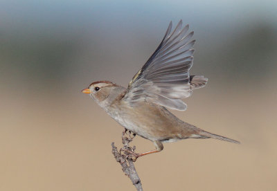White-crowned Sparrow, immature, landing