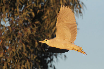 Black-crowned Night-Heron, flying, early morning light