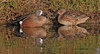 Blue-winged Teal, pair