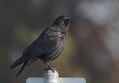 American Crow