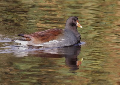 Common Gallinule