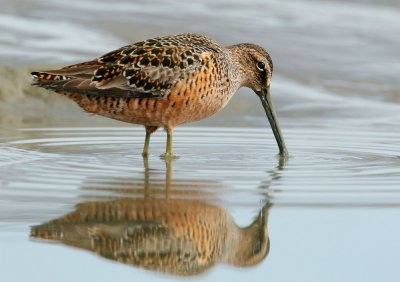 Long-billed Dowitcher, spring breeding plumage