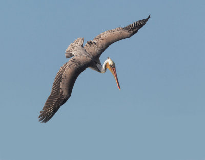Brown Pelican, diving