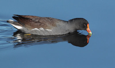 Common Gallinule