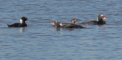 Surf Scoters, courting