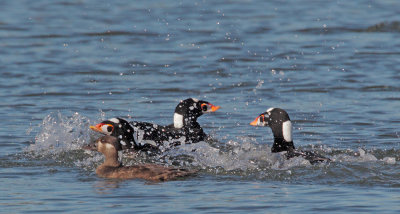 Surf Scoters, male courting battle