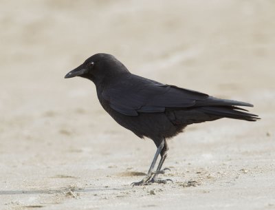 American Crow