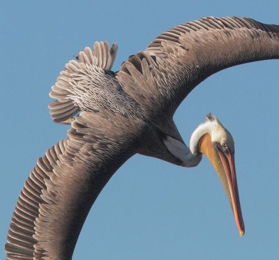 Brown Pelican, diving