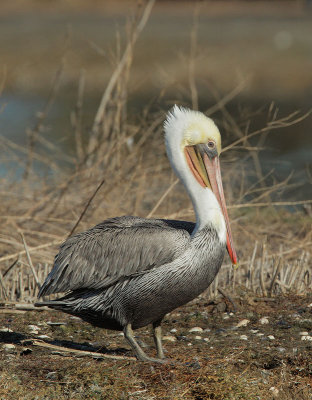 Brown Pelican