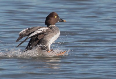 Common Goldeneye, female, landing