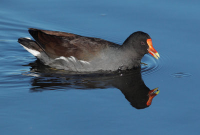 Common Gallinule