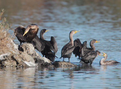 Double-crested Cormorants