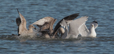 Gulls and Cormorant, feeding frenzy.