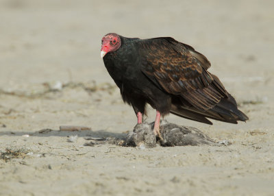Turkey Vulture, with dead Northern Fulmar