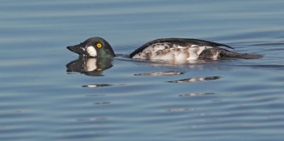 Common Goldeneye, first-cycle male displaying