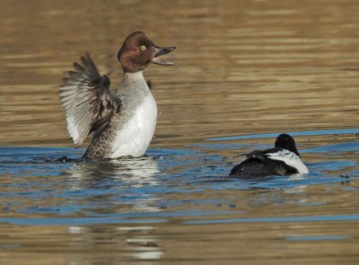 Common Goldeneye, first-cycle female displaying near male