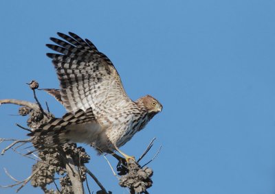 Cooper's Hawk, juvenile