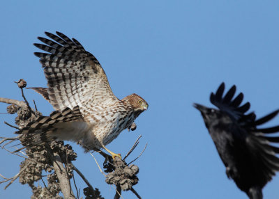 Cooper's Hawk, juvenile attacked by crow