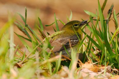 Pine Warbler