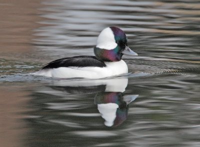 Bufflehead, male